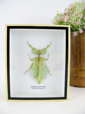 Ein echtes exotisches Insekt - Box 3D Schaukasten - Giant Walking Leaf Insect