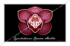 Orchid, Orchidaceae, Cymbidium Clarisse Austin,flower