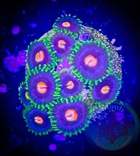 SAF~ “WYSIWYG” Blow Pops Zoanthid Coral Frag, Palythoa, Paly, Zoa