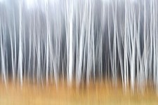 FLEECE Wallpaper-FOREST-(7249ah)-Landscape Nature Trees Plant Meadow XXL Wall Art