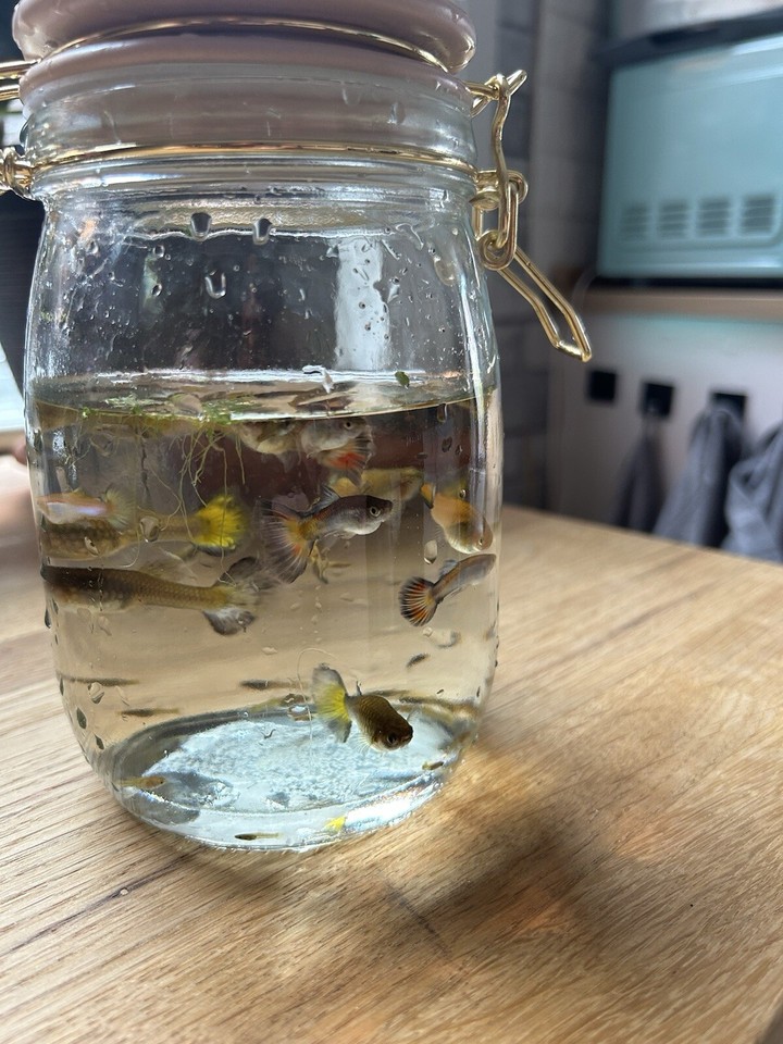 15 x Guppies mixed sizes plus babiesCOLOURFUL FISH next day delivery eBay