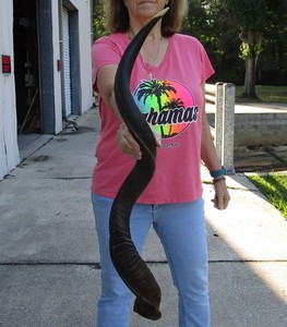 42 inch Natural South African Kudu horn to make shofar, taxidermy # 51922