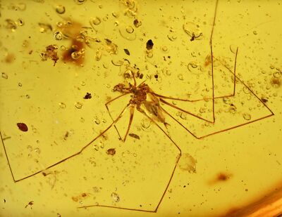 Detailed Pholcidae (Cellar Spider), Fossil Inclusion in Burmese Amber
