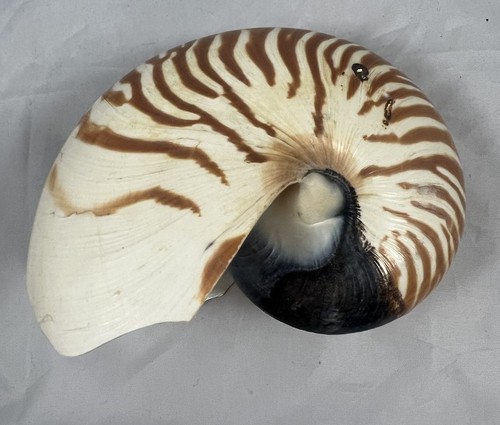Vintage Natural Chambered Tiger Nautilus Seashell Nautilus Pompilius 4.75” Flaw