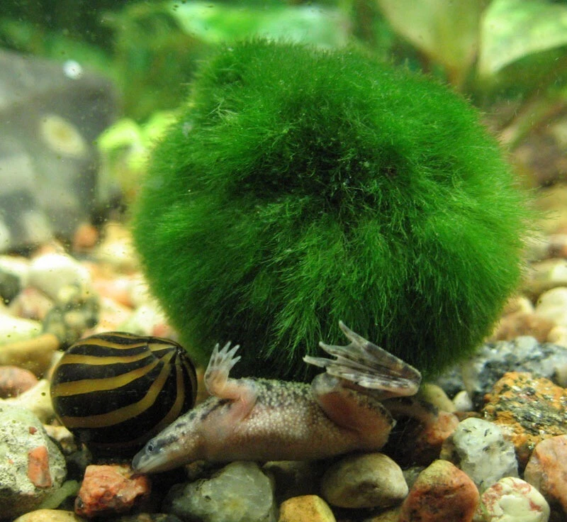 New Marimo Moss 3 Balls 0.5 inch (1.3cm) (Cladophora) Live Plant Aquarium In USA - Image 3 of 3