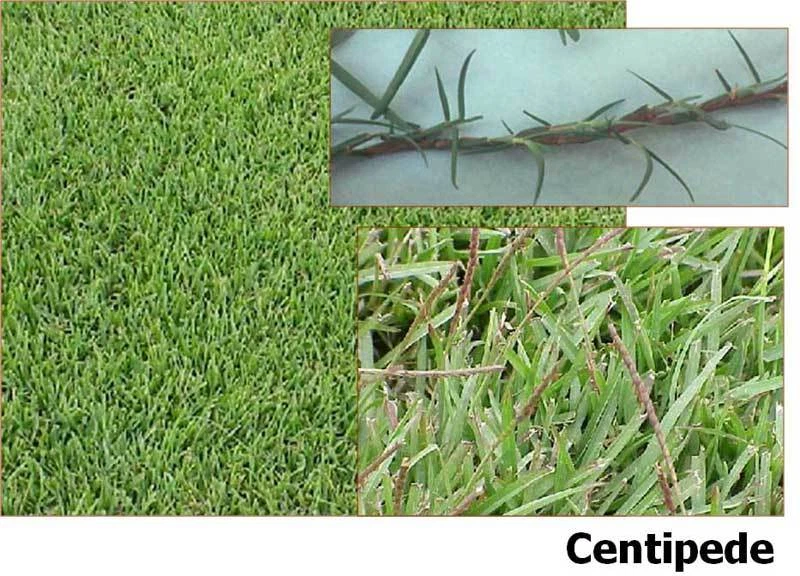 Centipede 2024 grass seed