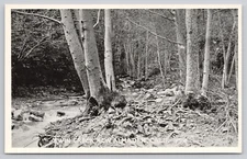 Postcard New Almaden, California, Twin Creek A7134