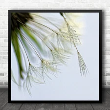 Drop Flower Macro Dandelion Dew Droplets Drops Bokeh Water Downy Square Print