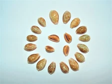 TWENTY (20) HONEY COWRIE SEA SHELLS 1/2 to 1-1/4", NARIA HELVOLA, CRAFT DECOR