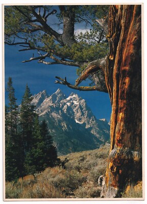 Post Card Tetons with tree in foreground