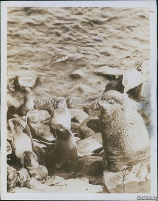 1938 Prebilof Islands Bull Seal Harem Beach April 5X7 Historic Vintage Photo