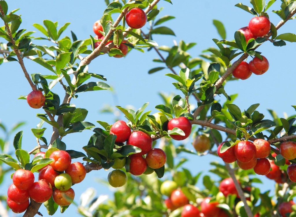 Ulmf Acerola