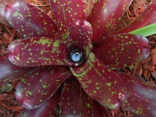 Neoregelia ROYAL BURGUNDY X FIREBALL Bromeliad one tropical plant SMALL/MEDIUM