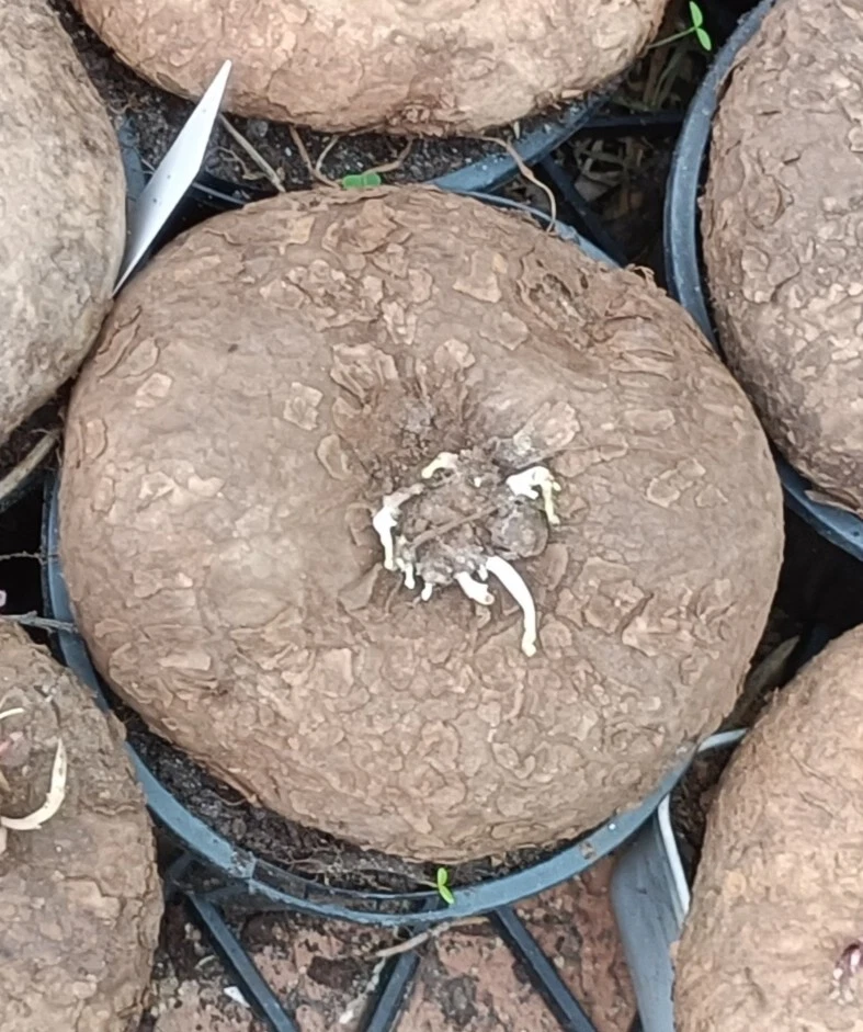 Stephania erecta hybrid  Large about  8cm diameter 🏵️ Climbing Form succulent - Image 2 of 4