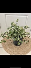 Ficus triangular s In Vase