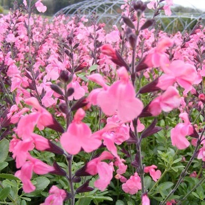 MESARBUSTES.COM Salvia jamensis 'La Siesta' - Sauge arbustive rose