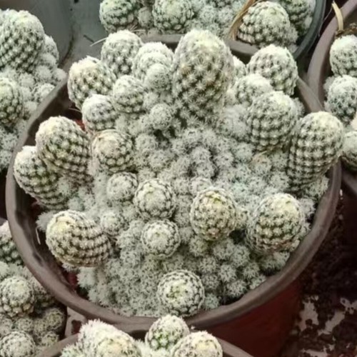 5-9CM Succulent Cactus Plant Escobaria Sneedii(Multi-Head)Cactaceae Garden Plant - Picture 20 of 21
