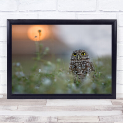 Owl Cute Burrowing Wildlife Wild Nature Sunset Nest Bird Wall Art Print