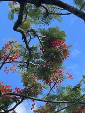 50 HAWAII Delonix Regia Royal Poinciana Red Flame Tree Seeds Fresh Tropical