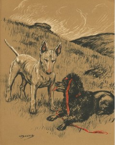 BULL TERRIER AND POODLE  VINTAGE 1936 DOG ART PRINT by ARTIST K F BARKER