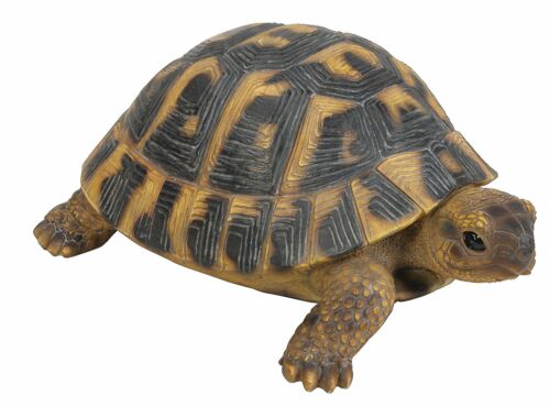 Real Life Hermann Tortoise | Resin Home or Garden Decoration | XRL-HERM-F - Picture 1 of 3