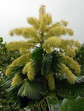 Corypha umbraculifera 5 Seeds - Talipot Palm Very Rare Palm Seed