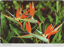 Postcard 4x6 HI Bird of Paradise Flower Exotic