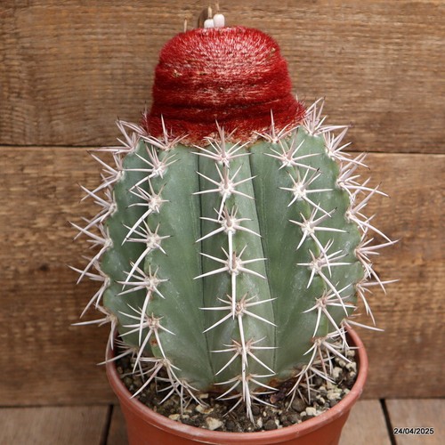 M97 MELOCACTUS BEHIENSIS VERY OLD pot17-H25-W17 cm MaMa Cactus - Picture 4 of 4