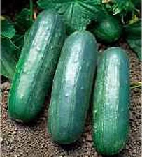 Eureka Cucumbers Seeds (25+ Seeds)