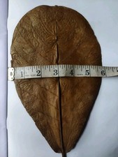 Catappa Almond Leaves Fish Aquarium Care Indian Ketapang Leaf Shrimp Betta 100PC