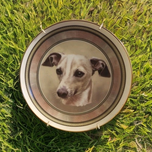 Italian Greyhound Dog Decorative Collector Plate