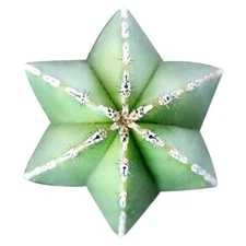 Pachycereus Marginatus Mexican Fence Post Cactus (2 inch or 4 inch)