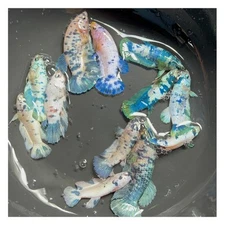 Female Betta Live Fish - X1 Koi Blue Marble HMPK - For Sorority - Breeding