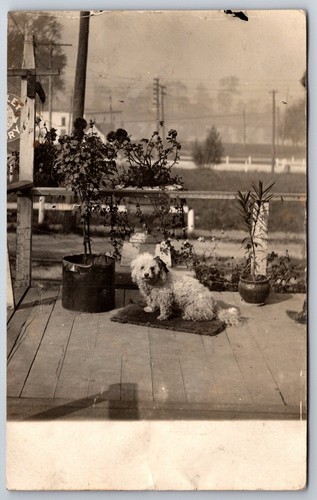 Adorable Toy Poodle w/Bow On Ear Poses On Porch w/Potted Plants~1910 RPPC - Picture 1 of 2