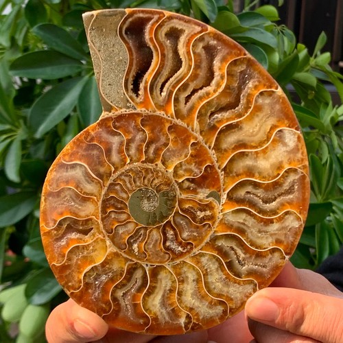 332G Rare! Natural Tentacle Ammonite FossilSpecimen Shell Healing Madagas - 第 1/14 張圖片