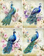 Peacocks Vintage 8 glossy blank note cards with envelopes and organza bag