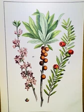 ANTIQUE POSTER FLOWER NATURE POSTER PICTURES ILLUSTRATION 1882 BOTANY PLANT