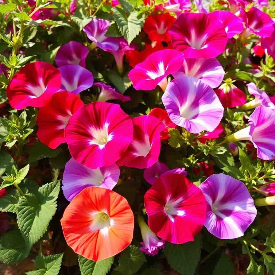 Morning Glory Seeds Mixed Colors Vibrant 50 Seeds Vine Climbers | eBay