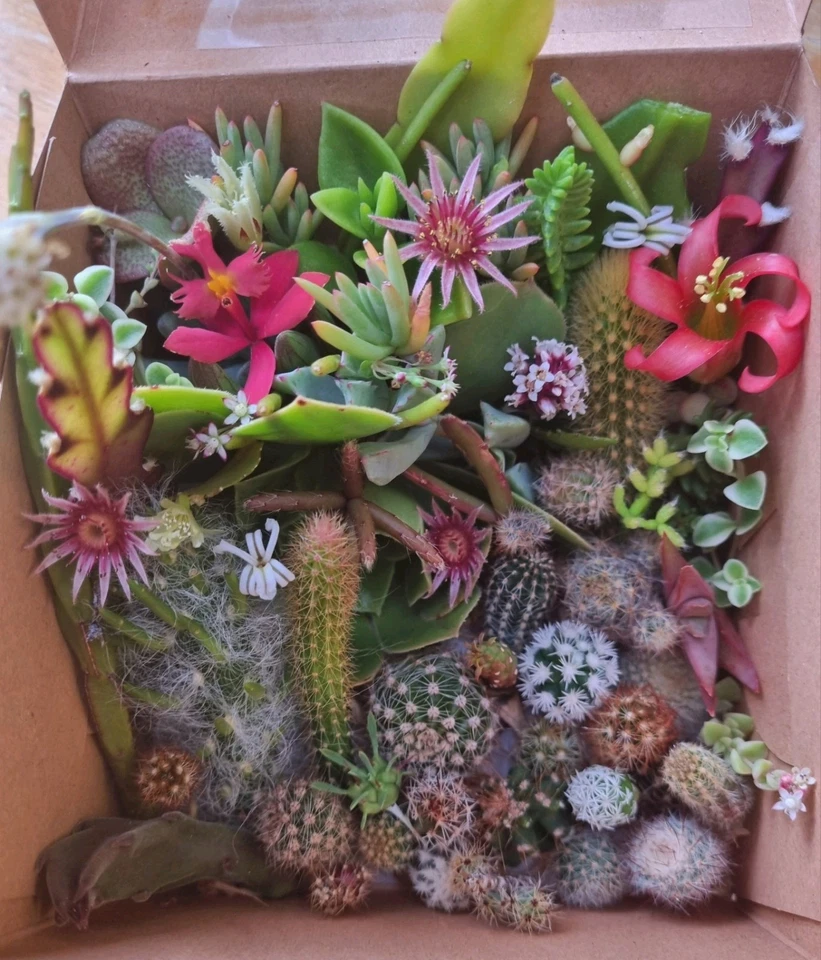 Cacti Cuttings Cactus  Succulent Collectors Echinopsis Euphorbia Pack Mix Sum - image 4 of 4