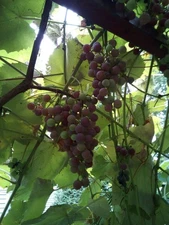 Six  (6) Catawba Grape 12-14" Cuttings Scion Wood Stems,  for Rooting Grafting