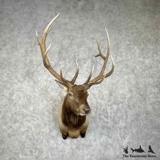 #30656 EL | Rocky Mountain Elk Taxidermy Shoulder Mount For Sale