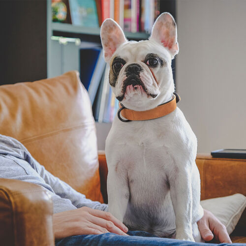 Collar de perro de cuero acolchado suave ajustable para perros pequeños medianos grandes Bulldog - Imagen 18 de 26