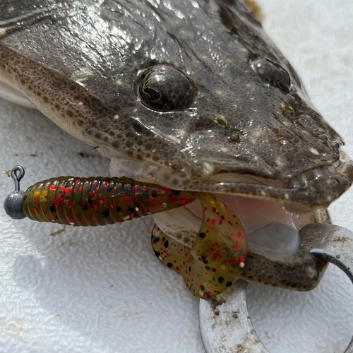 8 Soft Plastics Fishing Lures TPR  Grub Curly TAIL FLATHEAD Bass Bream Lure