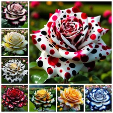 100 Mixed Color Rose Seeds for Garden Planting Varieties of Bush Perennial seeds