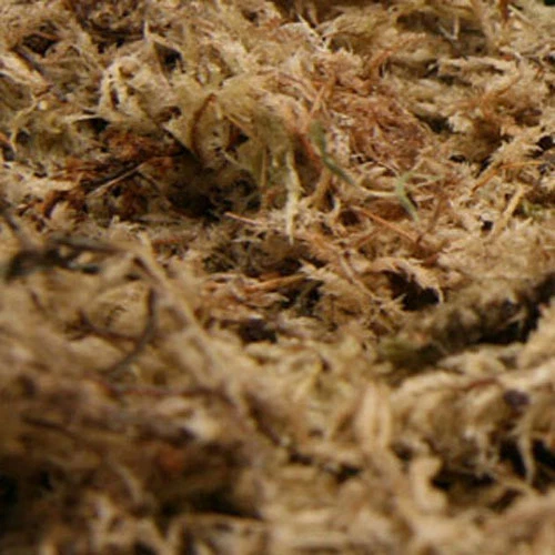 TERRA-DISCOUNT 150g Sphagnum Moos Terrarienmoos Pflanzenmoos Dekomoos Spaghnum Orchideen Moos