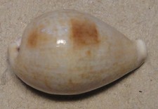 Cypraea Pyriformis 29mm No Data