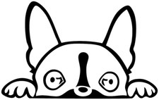 Boston Terrier Peeking Die Cut Vinyl No Background Multiple Color Decal Made USA