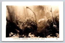 Postcard CA Catalina Island Submarine Gardens RPPC Gene's Real Photo c1936 AE27