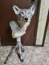 Beautiful Taxidermy Coyote  Pedestal Mount