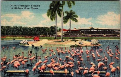 Hialeah FL-Florida, Hialeah Race Course, Flamingos Feeding Vintage Postcard